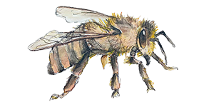 Biene Illustration